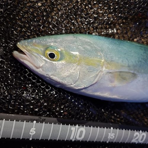 ツバイソの釣果
