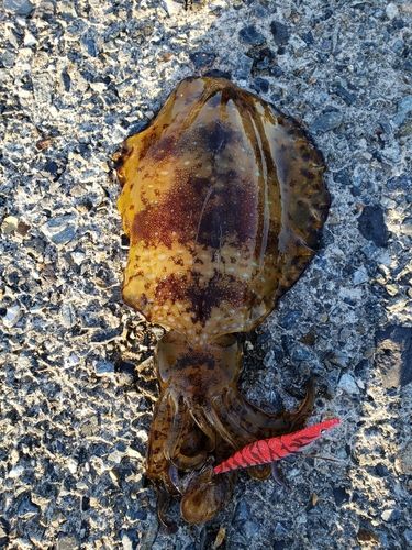 アオリイカの釣果