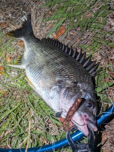 キビレの釣果