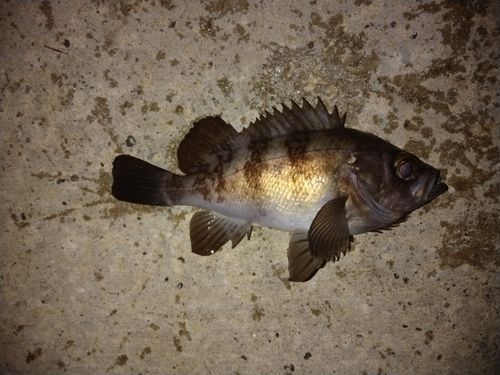 メバルの釣果