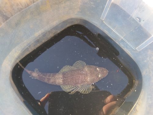 コチの釣果