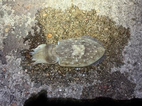 コウイカの釣果