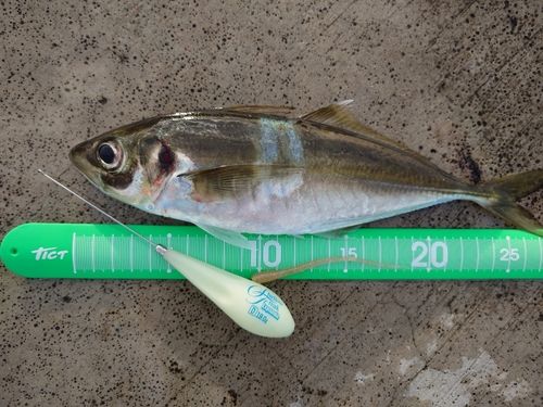 マアジの釣果