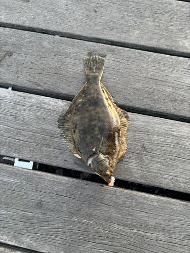 アナゴの釣果