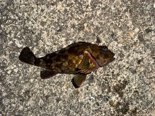カサゴの釣果
