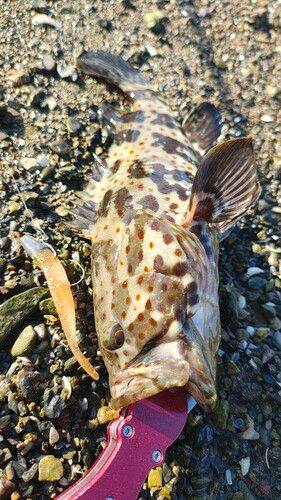 チャイロマルハタの釣果