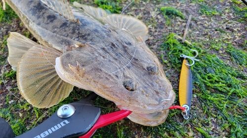 マゴチの釣果
