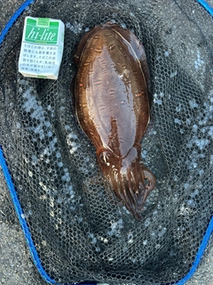 モンゴウイカの釣果
