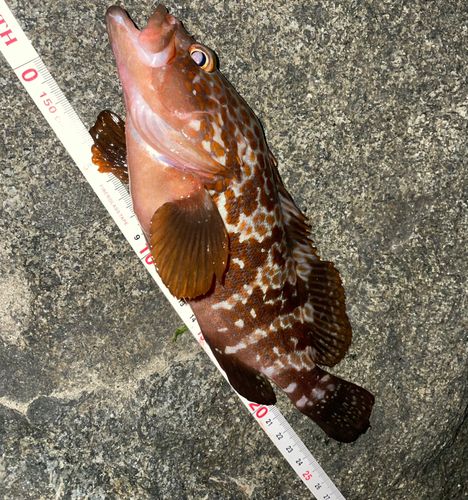 キジハタの釣果