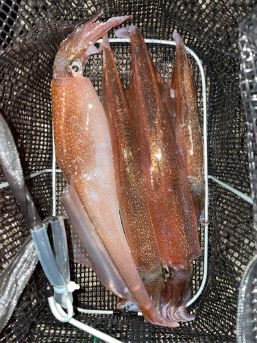 ヤリイカの釣果