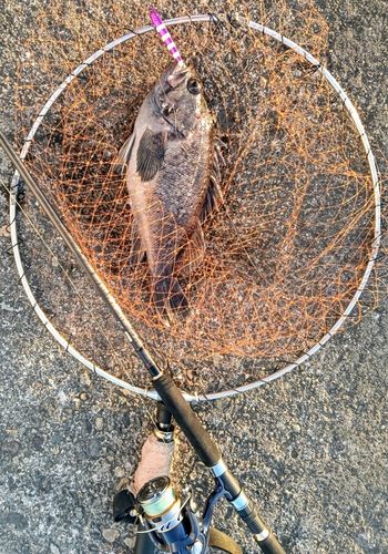 クロソイの釣果