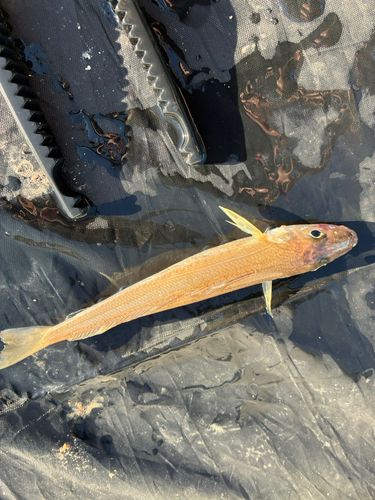 シロギスの釣果