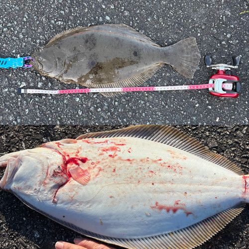 ヒラメの釣果