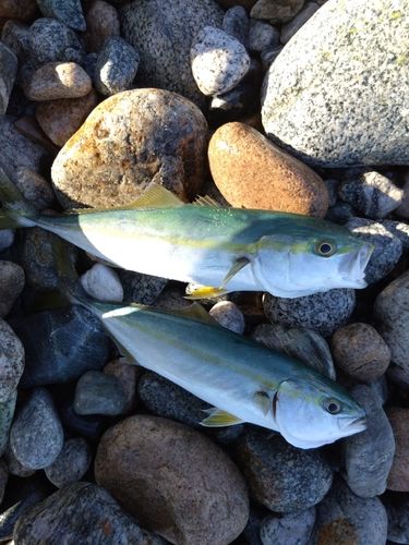 ツバイソの釣果