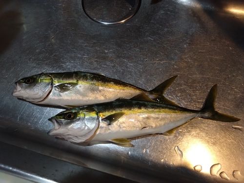 ツバイソの釣果