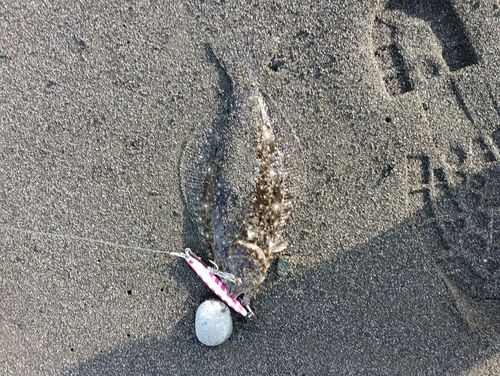 ヒラメの釣果