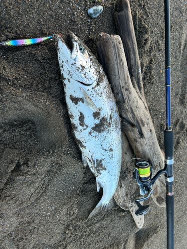 サクラマスの釣果