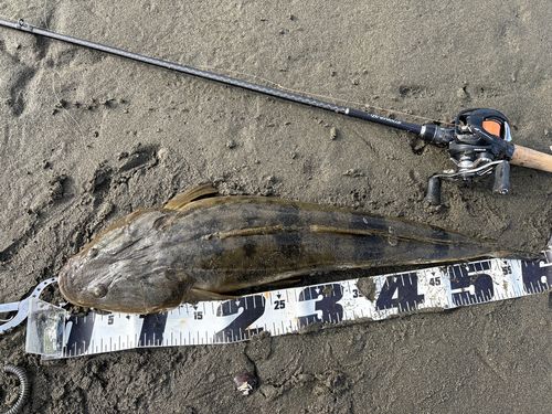 マゴチの釣果