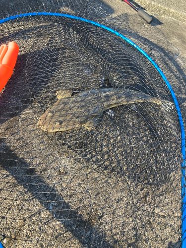 マゴチの釣果