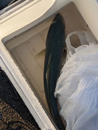 イナダの釣果