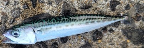 サバの釣果