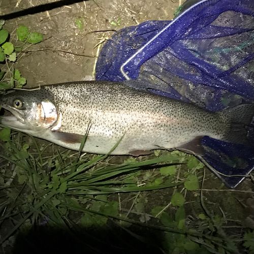 ニジマスの釣果