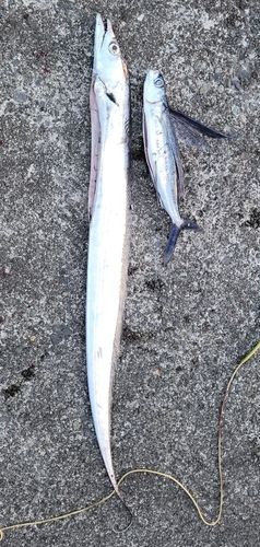 トビウオの釣果