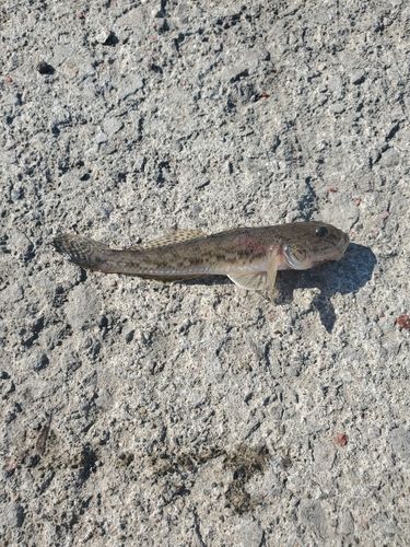 ハゼの釣果