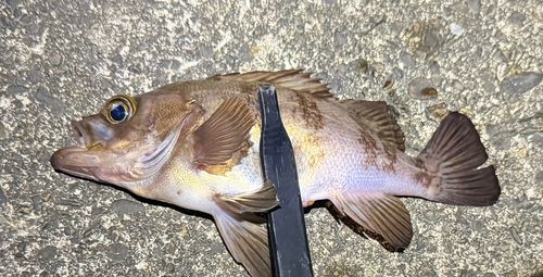 メバルの釣果