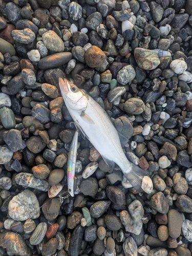 セイゴ（ヒラスズキ）の釣果