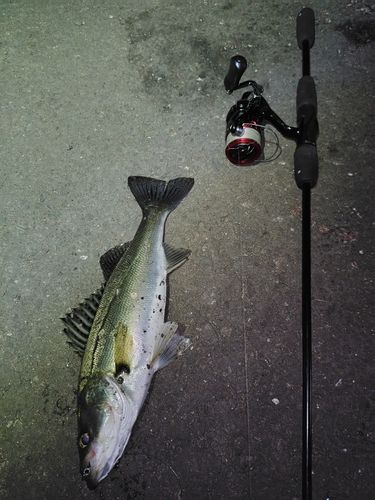 シーバスの釣果