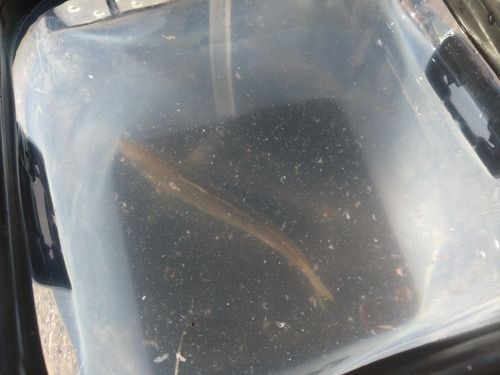 マアジの釣果