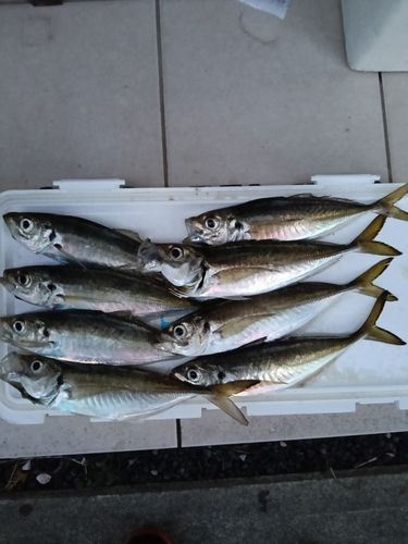 アジの釣果