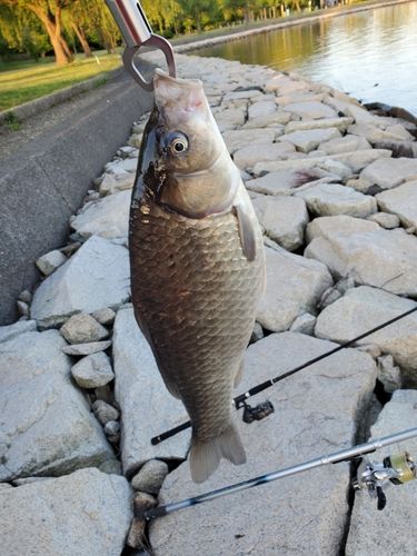 セイゴ（マルスズキ）の釣果