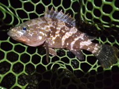 キジハタの釣果