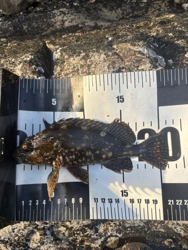 カサゴの釣果