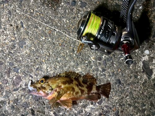 カサゴの釣果
