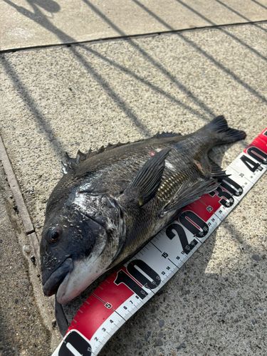 クロダイの釣果
