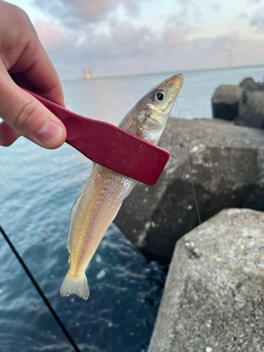 シロギスの釣果