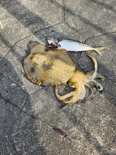 ミズイカの釣果