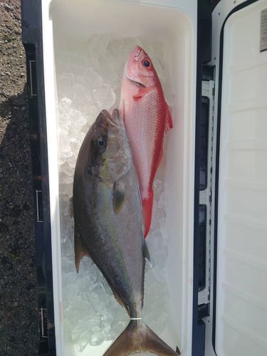 カンパチの釣果