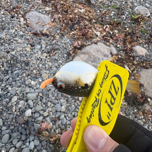 クサフグの釣果