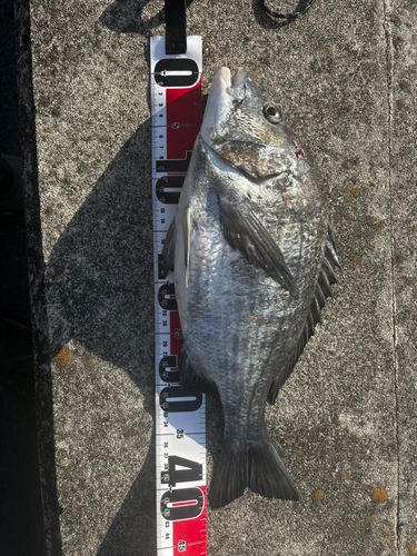 チヌの釣果