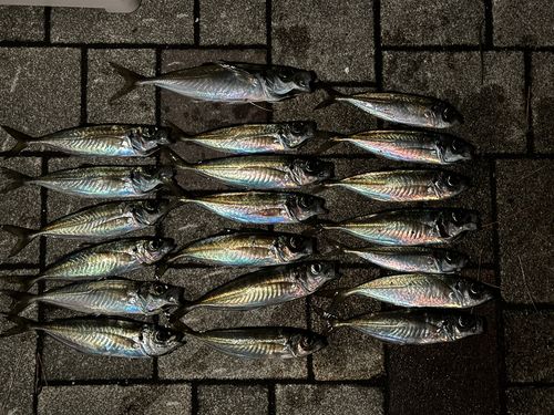 アジの釣果
