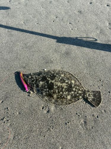 ソゲの釣果