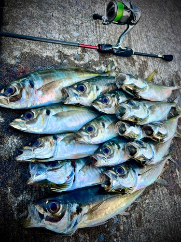 アジの釣果