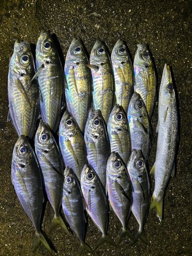 アジの釣果