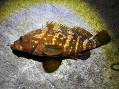 キジハタの釣果