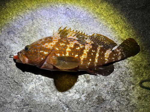 キジハタの釣果