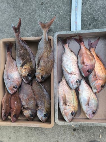 マダイの釣果